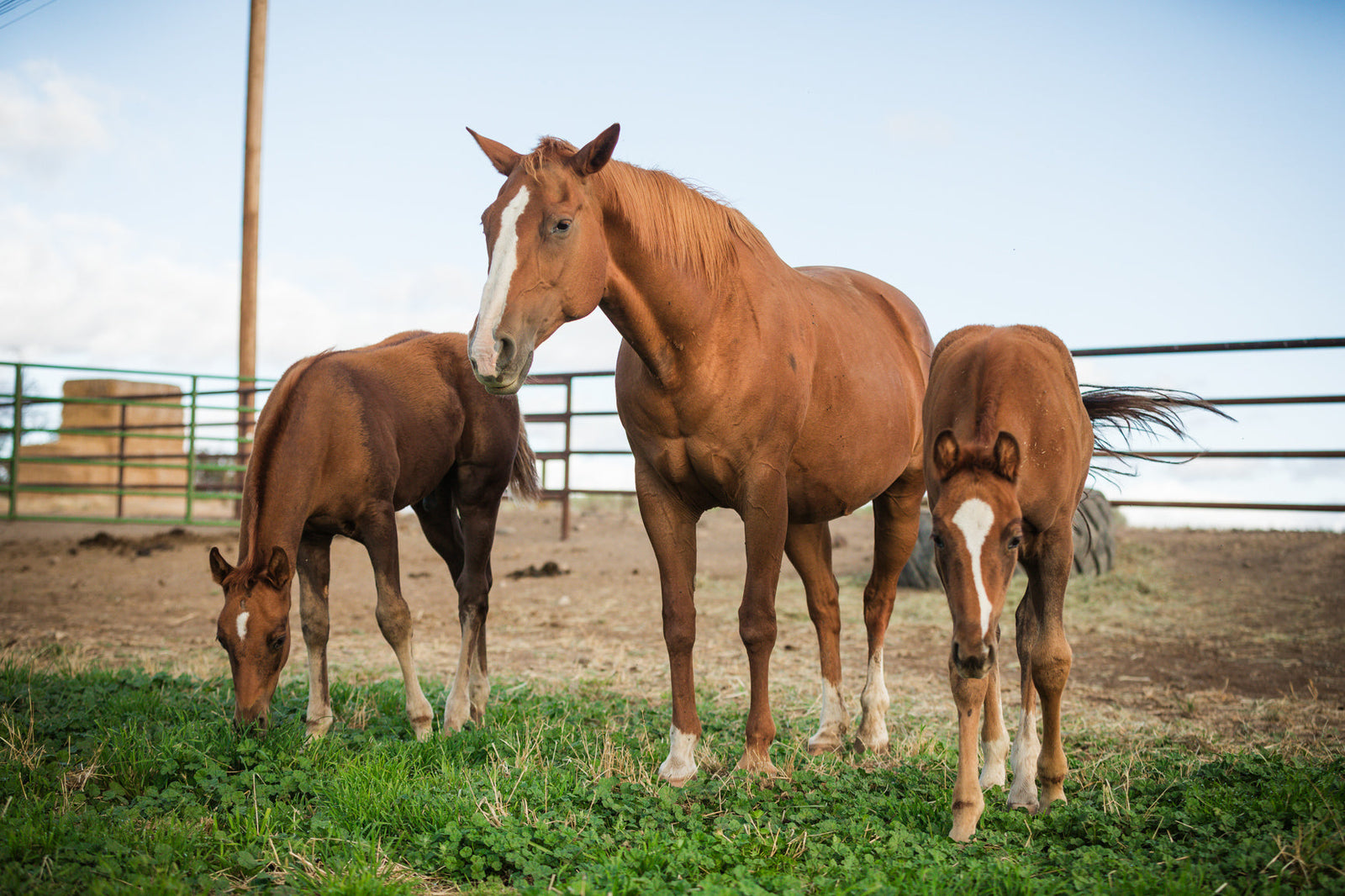 Huck The Orphaned Foal with his Nursing Mare