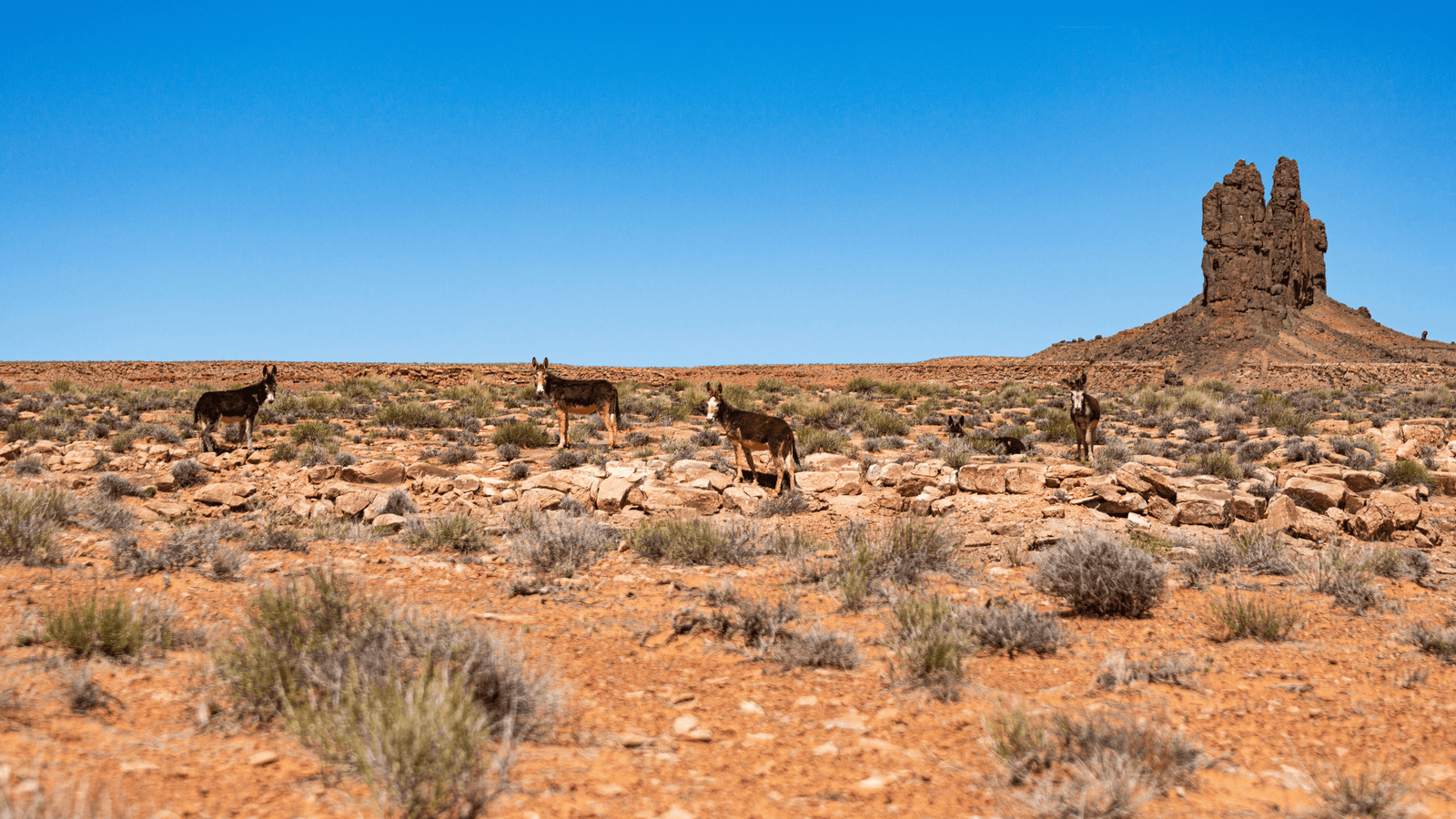 The Donkey.....Not Just a Horse with Big Ears
