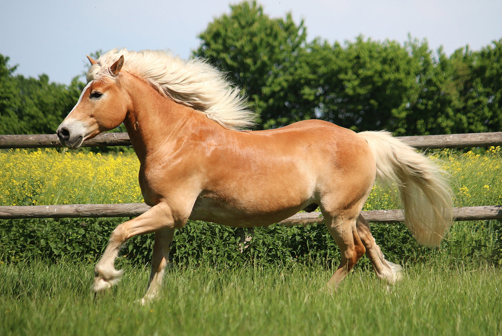 Top Benefits of Chromium, Magnesium & Natural Vitamin E for Metabolic Horses