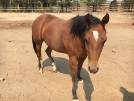 Poly and Royce FI|Poly and Royce 1|Buck Skin horse born at Horse Guard Ranch|Back of Buckskin horse born at Horse Guard Ranch|Poly and Royce 4|Poly and Royce 6|