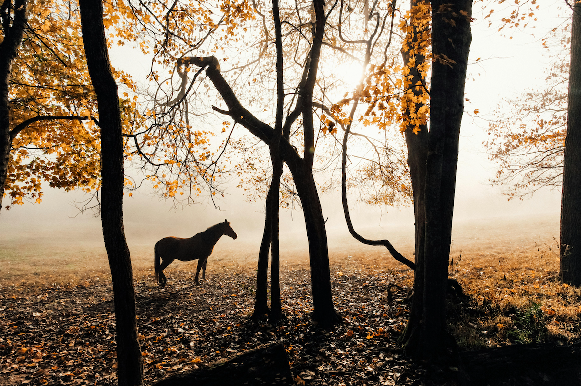 Parasites that Can Affect Your Horse in the Fall