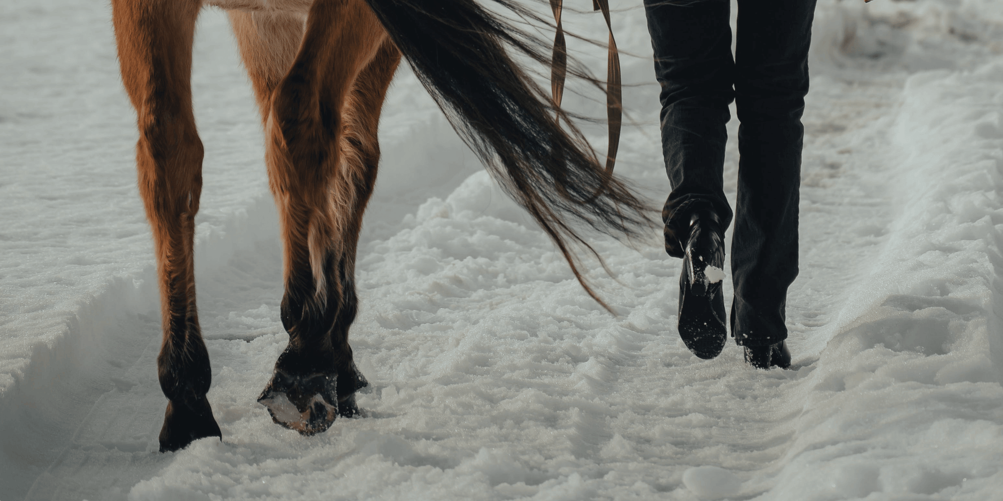 How to get Ahead of Winter Hoof Conditions
