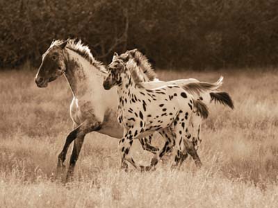 All About the Appaloosa Horse Breed 