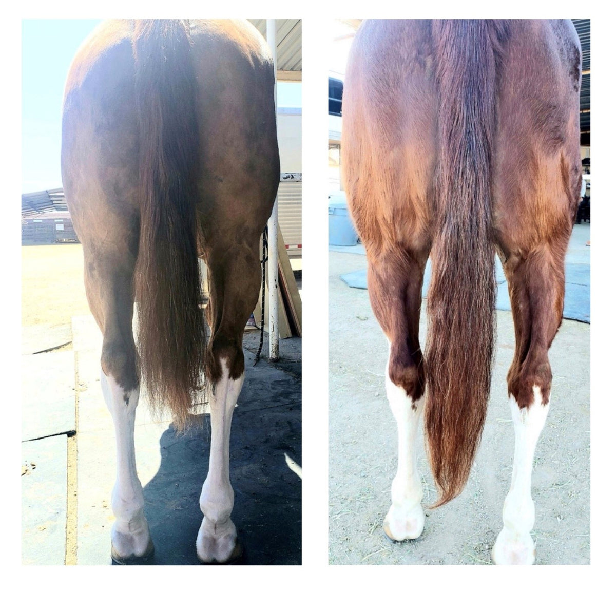 Chestnut Horse with Tall White Socks Tail Growth from Hoof &amp; Hair Guard | Horse Guard Supplements