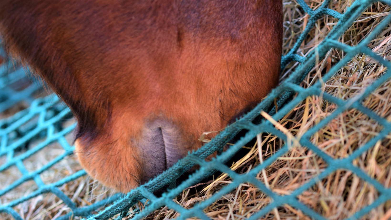 Horse grazing out of slow feeder hay net