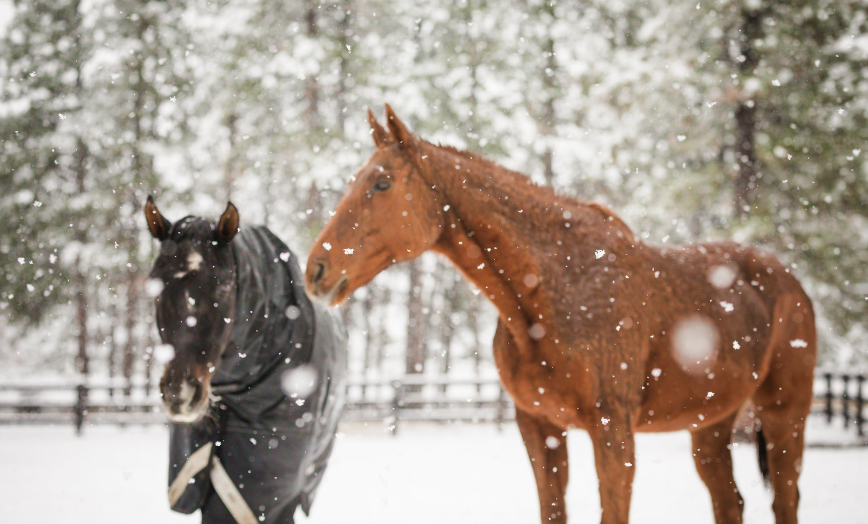 Horses in the snow.