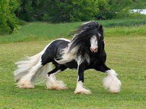 Andalusian hair horse