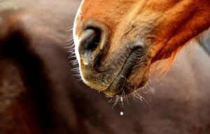 horse diseases