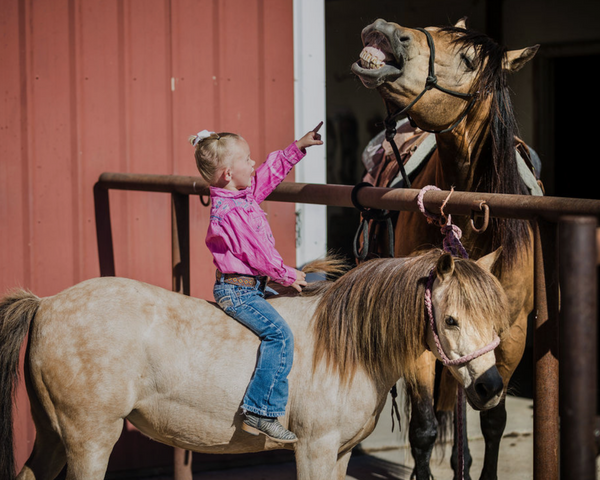 Donkey, Mules & Ponies Blogs & FAQ's | Horse Guard - Horse Guard