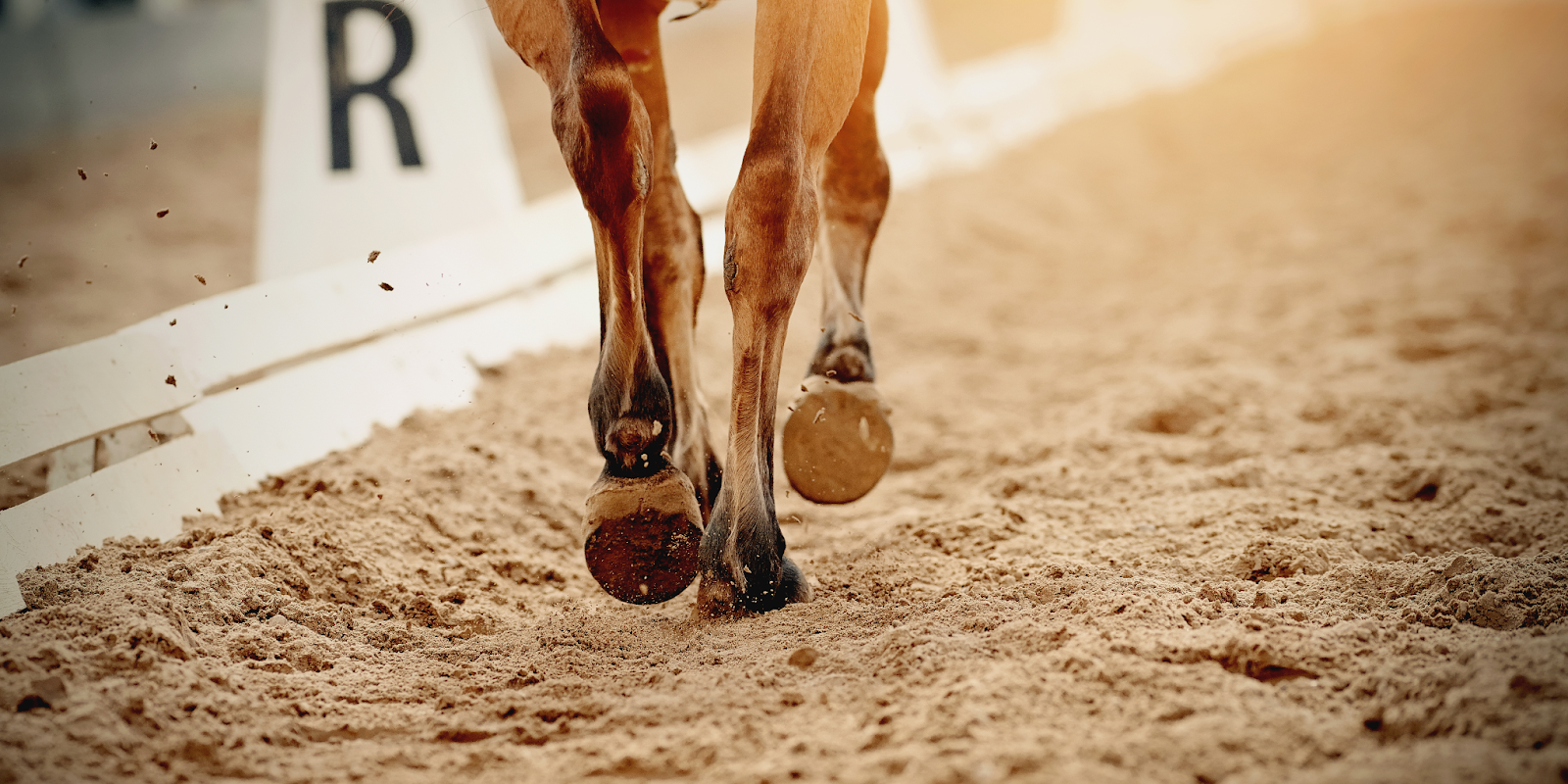 Race Horse Hooves, Biotin Supplements