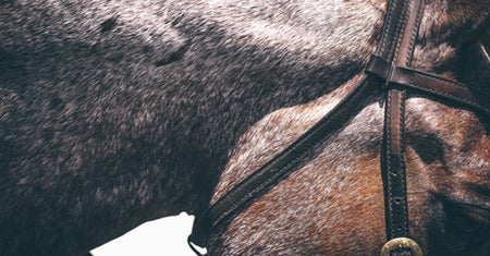 roan horse