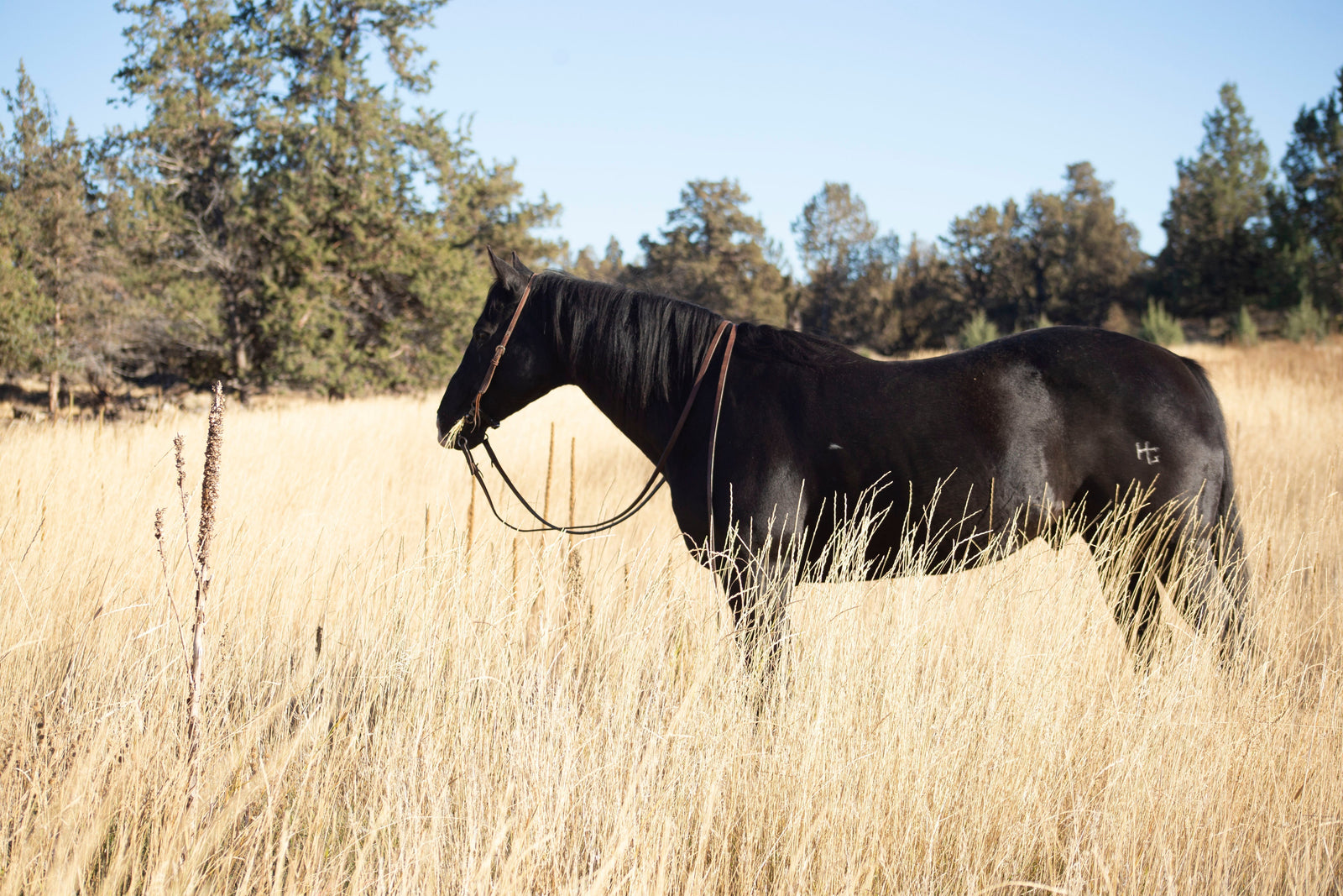 Senior horse in the Summer in a field