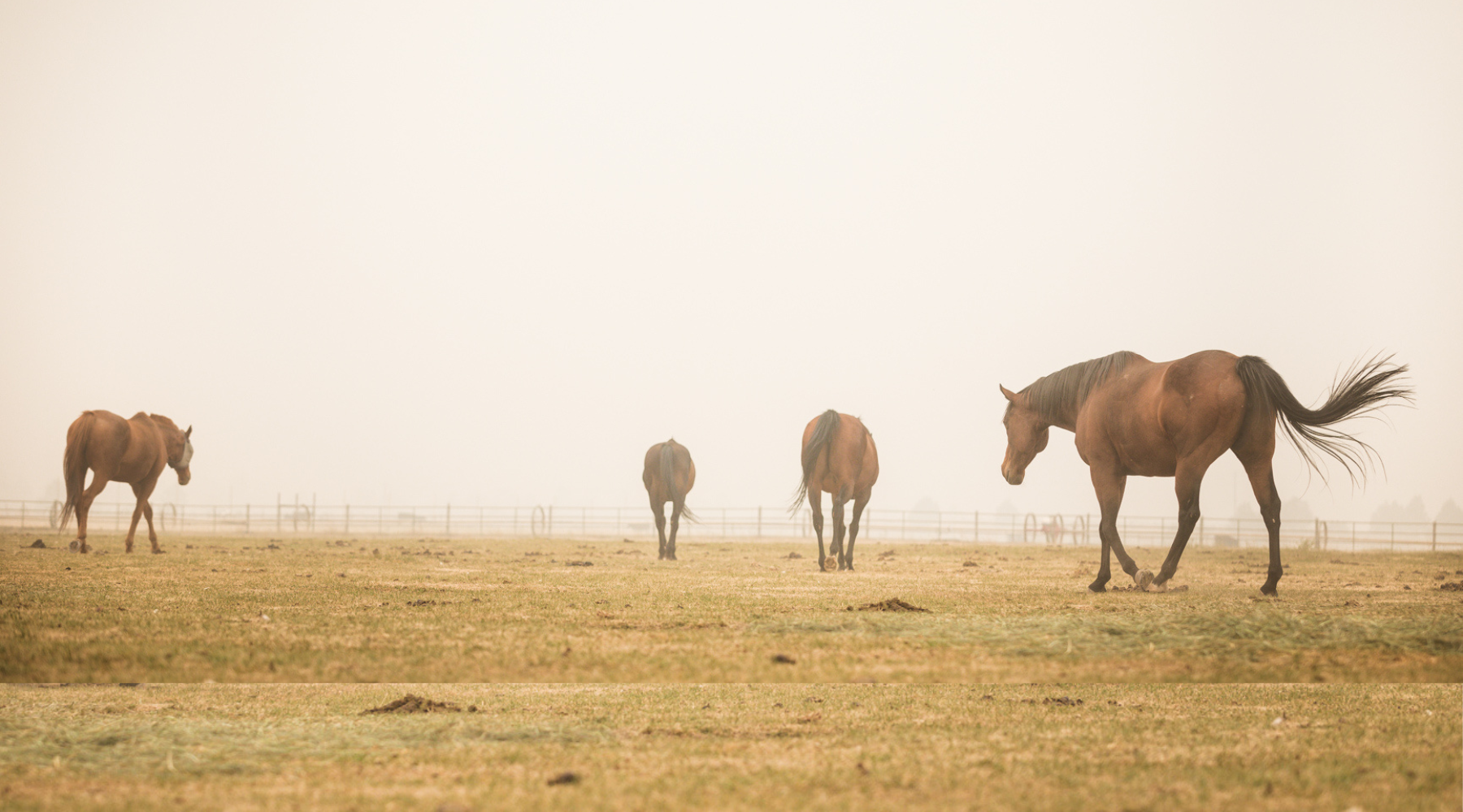 Horses walking through a smoke filled pasture