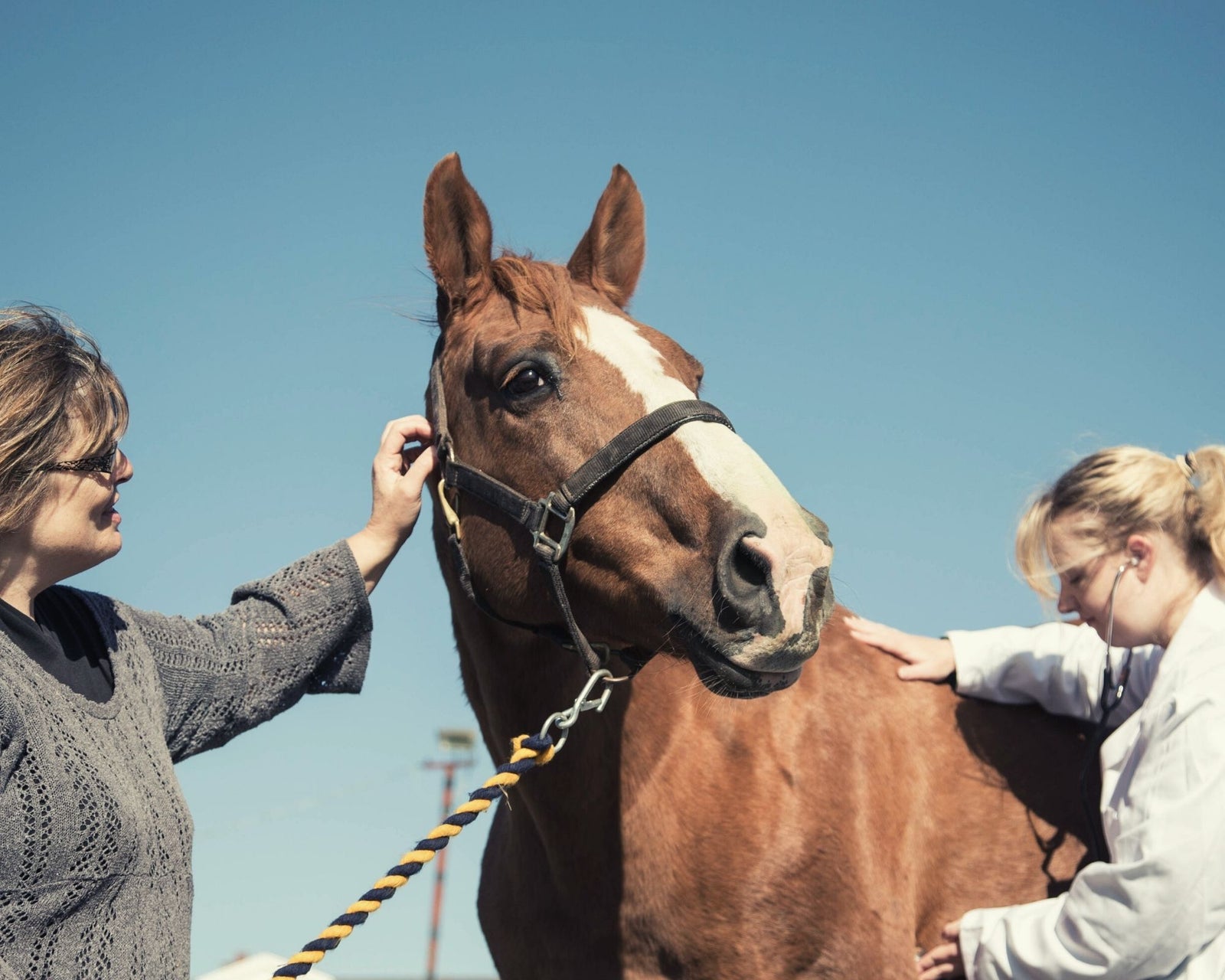 Vitamin E Benefits Horse with EPM