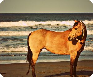 Horse on the beach