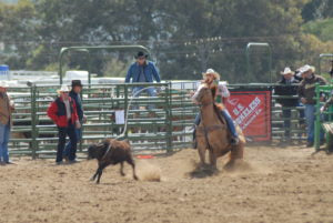 breakaway horse college rodeo