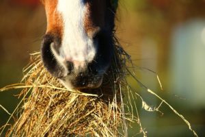 show feed horse hay