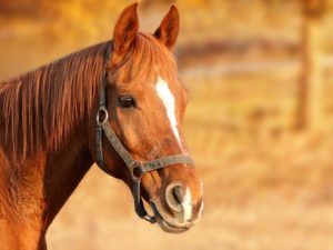 sorrel horse selenium death