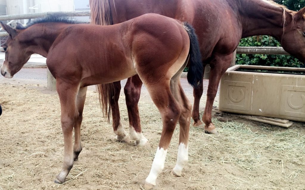 filly baby horse