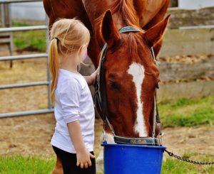 Horse eating grain with young girl petting the horse