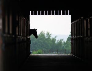 Horse Guard horse in stable|Horse guard horse prevents stall boredom|Horse guard Super Weight Gain provides cool energy and fat.|Horse Guard helps with stall boredom|