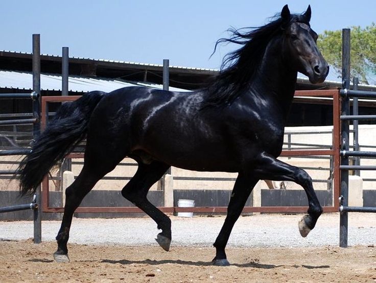 Tennessee walker black horse