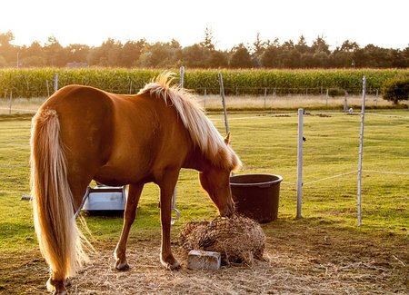 Summer's Cool Eats for Your Horse
