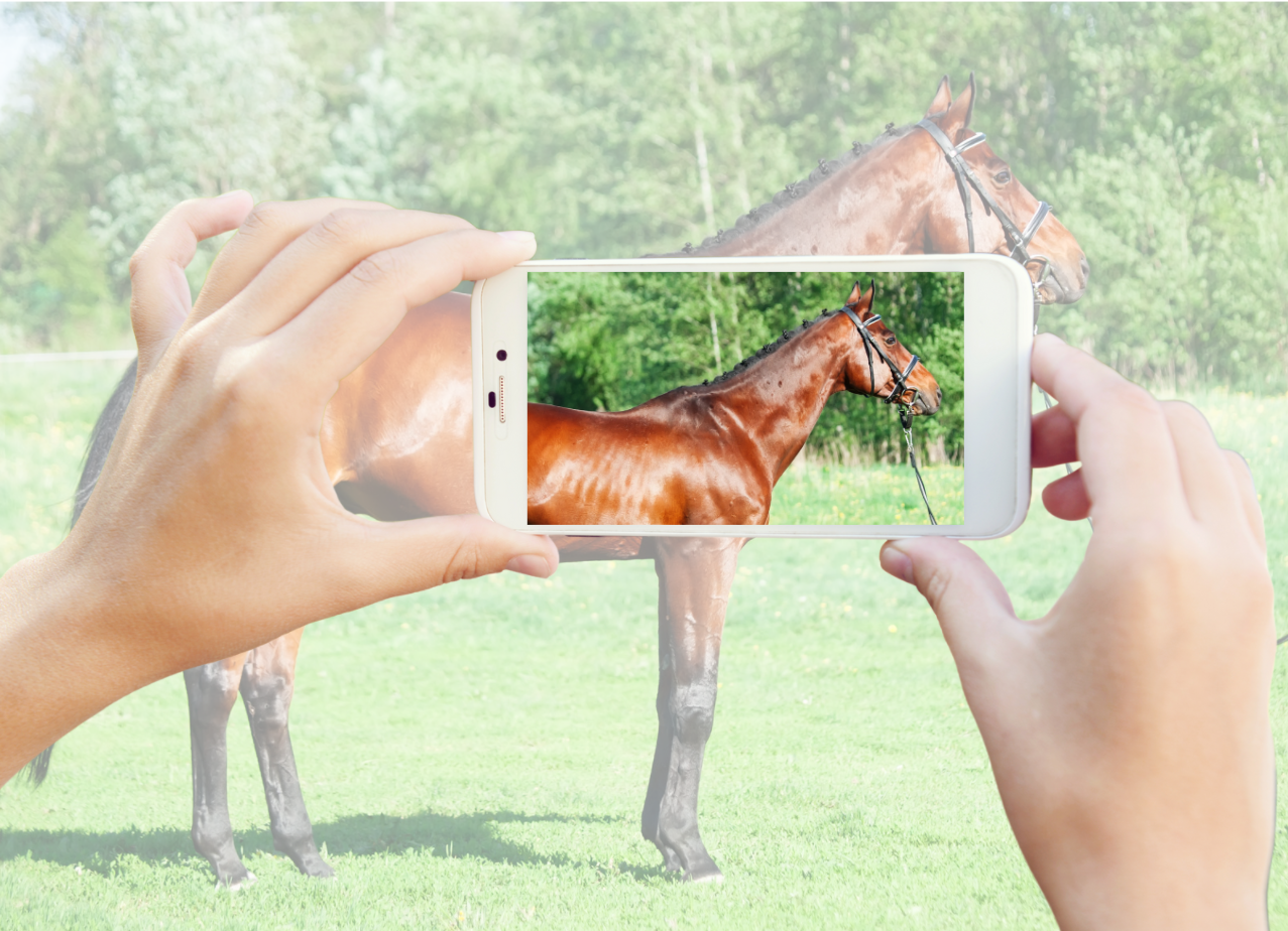 Track your horses progress with before and after photos