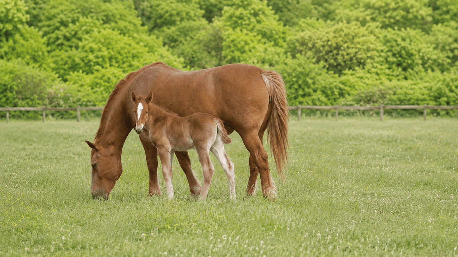 When Selenium Runs Low: A Surprising Cause of Difficult Foaling in Mares