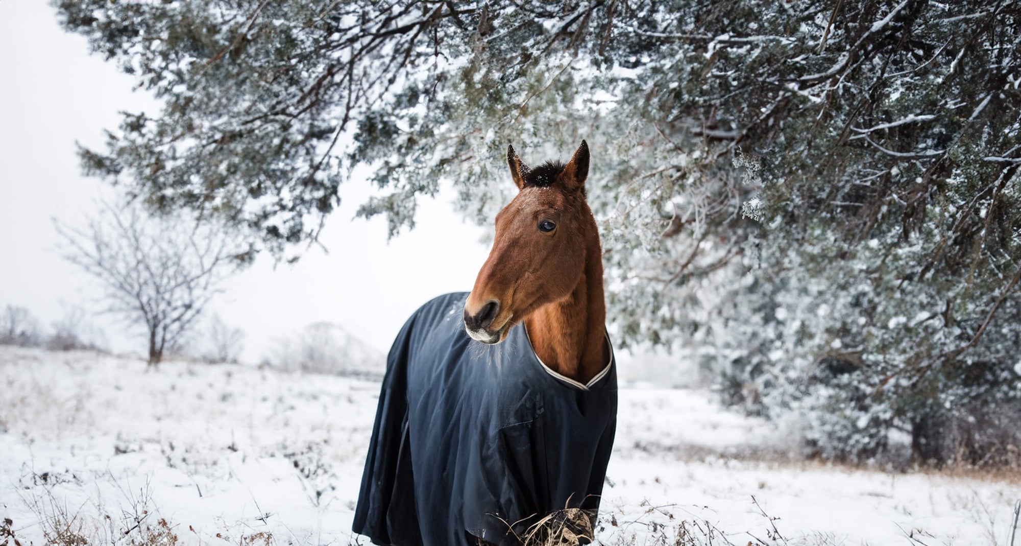 Winter horse in blanket.