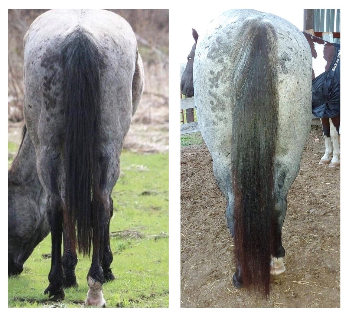 Roan Horse with Long Tail Growth from Hoof &amp; Hair Guard | Horse Guard Supplements