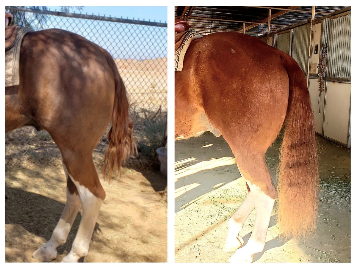 Sorrel Horse with Tall White Socks Tail Growth from Hoof &amp; Hair Guard | Horse Guard Supplements