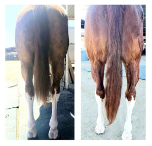 Chestnut Horse with Tall White Socks Tail Growth from Hoof & Hair Guard | Horse Guard Supplements