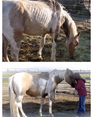 Before and After Paint on Super Weight Gain Supplement by Horse Guard