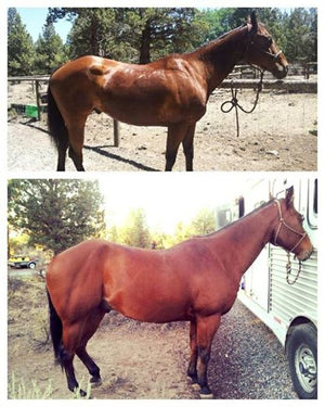 Before and After Bay Horse 90 days on Super Weight Gain Supplement by Horse Guard