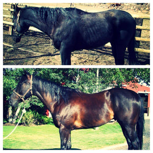 Before and After Black Horse 90 days on Super Weight Gain Supplement by Horse Guard