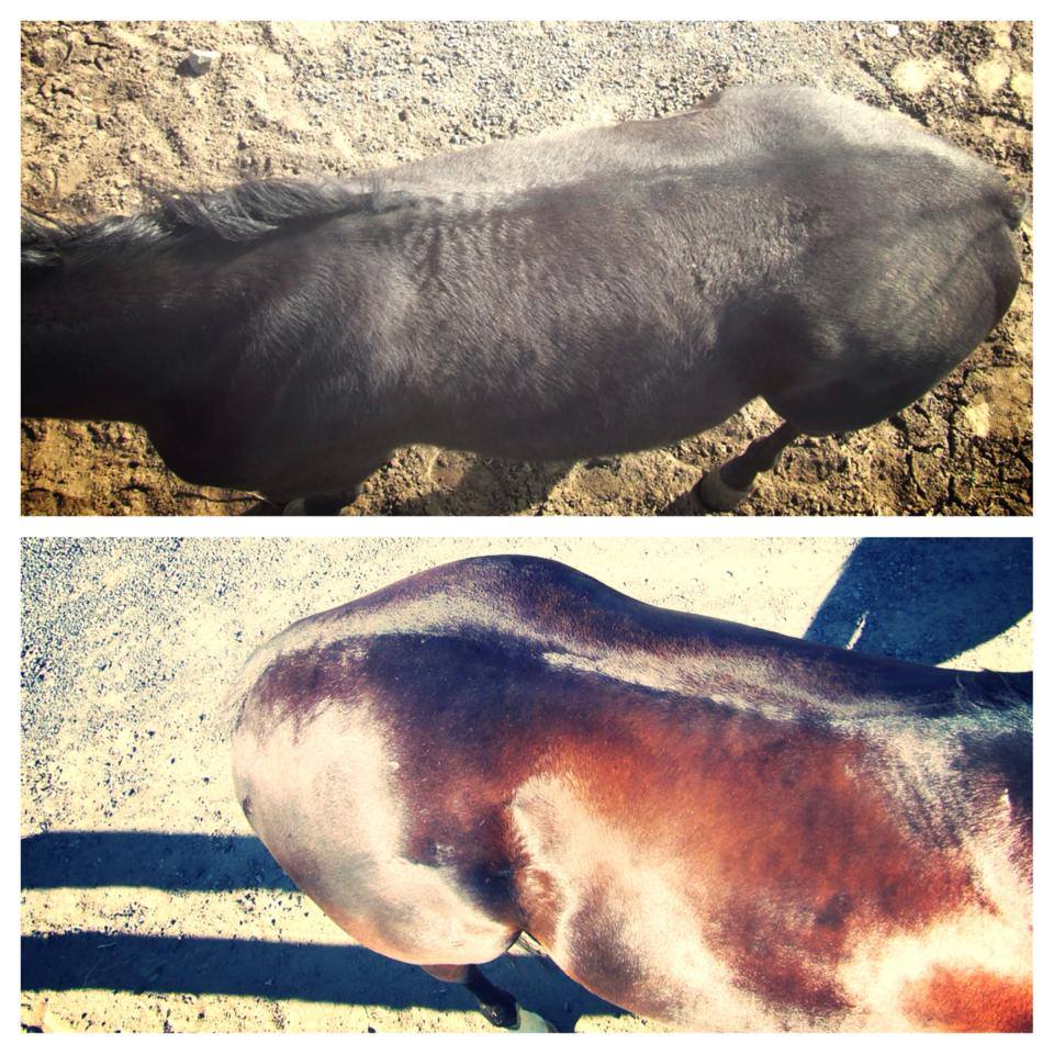 Top View Before and After Black Horse 90 days on Super Weight Gain Supplement by Horse Guard
